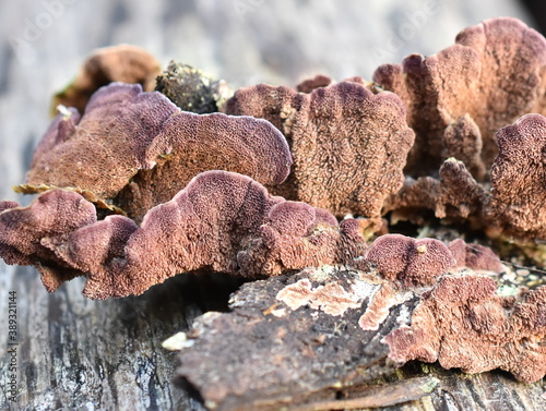 The saprophytic fungus Trichaptum abietinum growing on the bark of a conifer tree showing underside photo