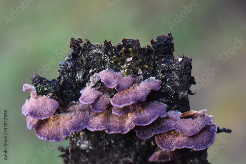 The saprophytic fungus Trichaptum abietinum growing on the bark of a conifer tree showing underside photo