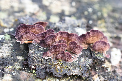 The saprophytic fungus Trichaptum abietinum growing on the bark of a conifer tree showing underside photo