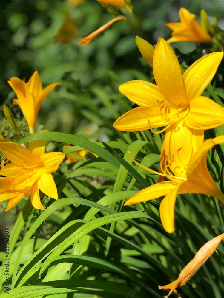 yellow lily flower yellow lily flower
