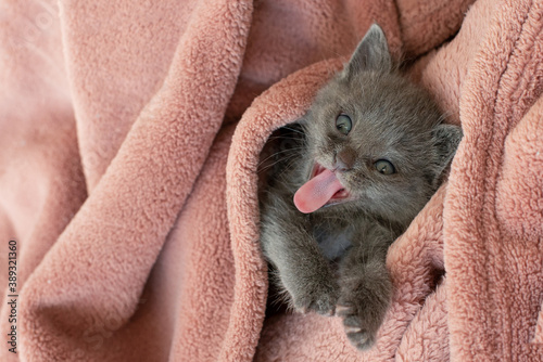 Fototapeta Naklejka Na Ścianę i Meble -  small gray cat in a blanket yawns. Long tongue