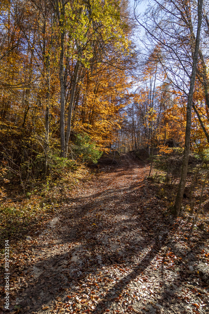 Sentiero nel bosco in autunno Sentiero nel bosco in autunno