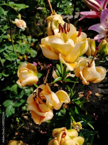 Apricot Fudge lily. Beautiful yellow varietal lily. Vertical photograph of garden plants.