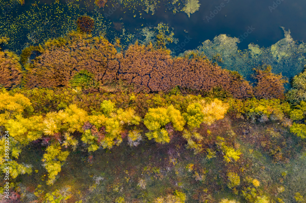 Autumn forest with colorful trees. Aerial view