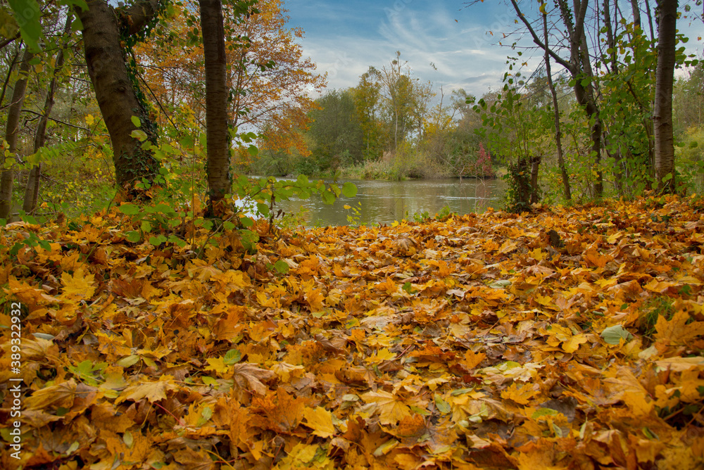 Rheinauen nahe Nonnenweier in der Ortenau Rheinauen nahe Nonnenweier in der Ortenau