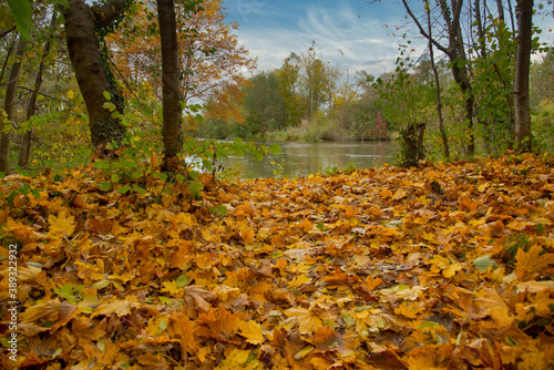 Rheinauen nahe Nonnenweier in der Ortenau