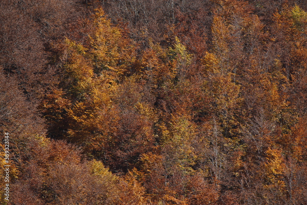 mystic view of mountain forest in autumn mystic view of mountain forest in autumn