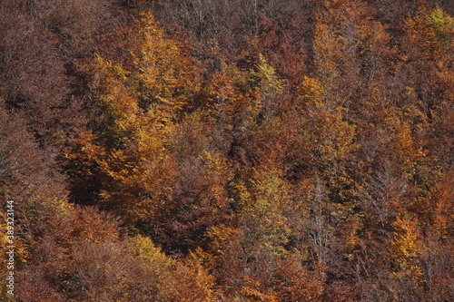 mystic view of mountain forest in autumn