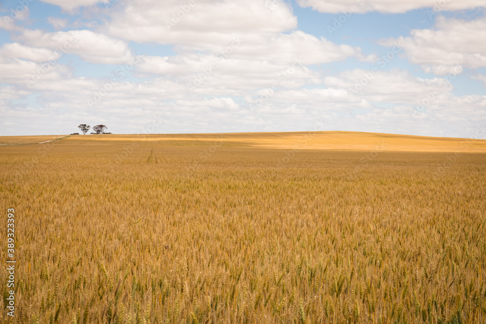 Acres of wheat on a cloudy spring day near Wagin, Western Australia