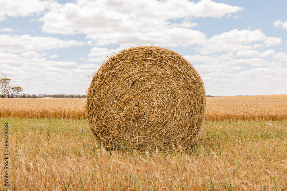 Side on Hay bale near Wagin