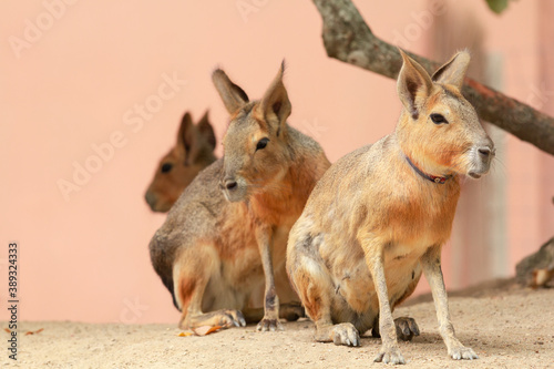 Patagonian mara - Dolichotis patagonum with family in the zoo.