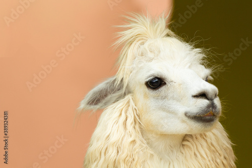 Portrait White alpaca (llama animal) on two tone color background. White and brown alpacas in farm. Beautifull and funny animals. © nchamunee