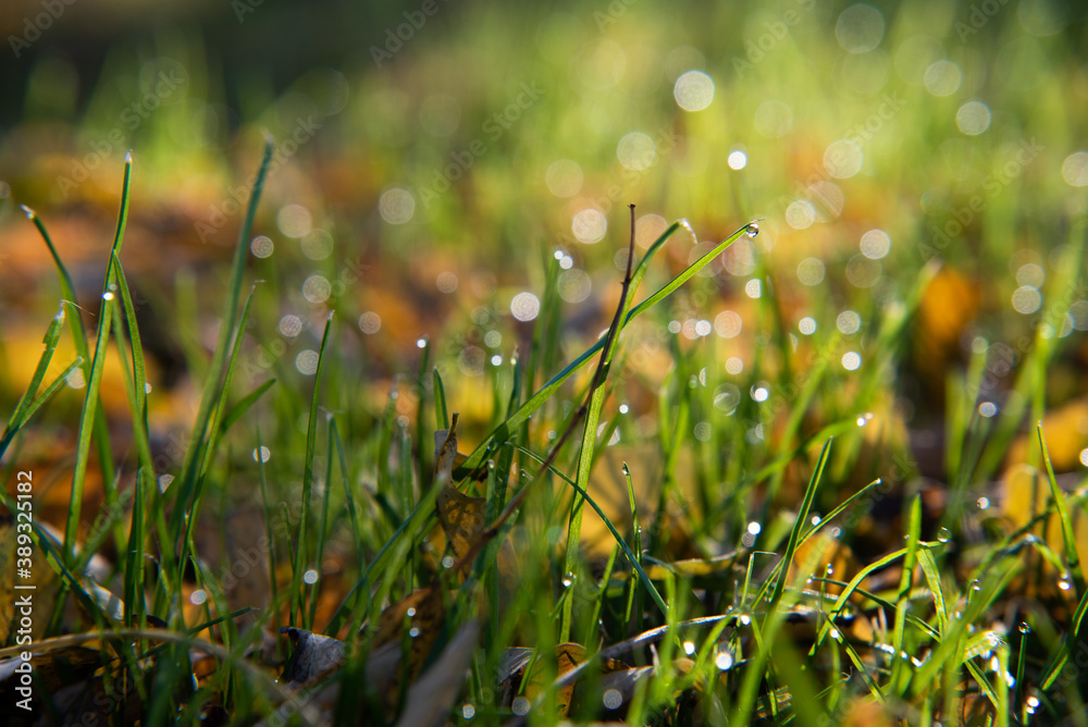 Fototapeta premium 朝日の当たる草