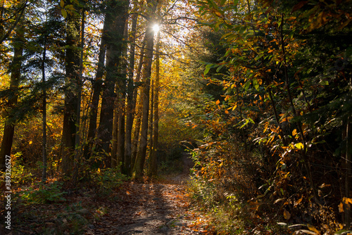 Herbststimmung im Schwarzwald © Tanja Voigt 