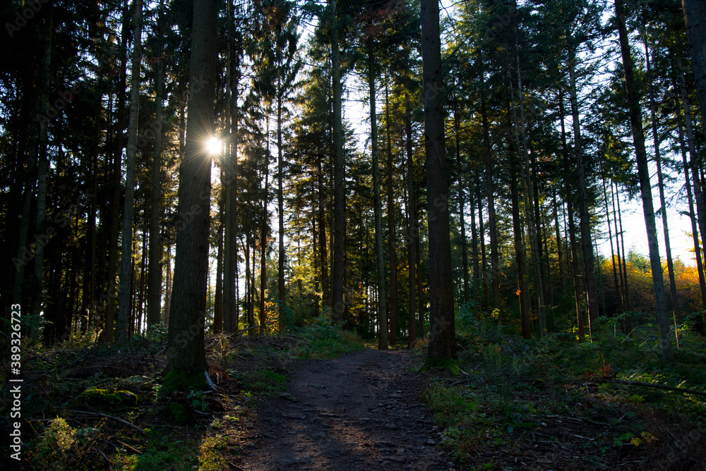 Fototapeta premium Herbststimmung im Schwarzwald