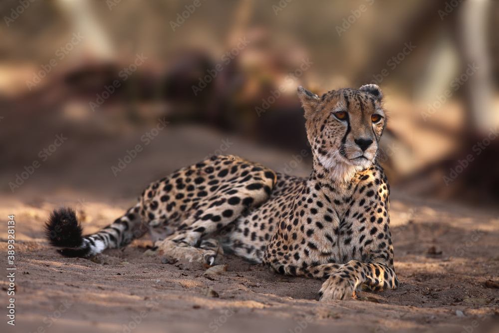 The cheetah (Acinonyx jubatus), also known as the hunting leopard resting after the hunt, young female The cheetah (Acinonyx jubatus), also known as the hunting leopard resting after the hunt, young female