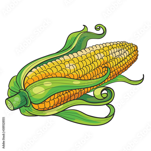 fresh ripe ear of corn, cartoon illustration, isolated object on white background, vector,