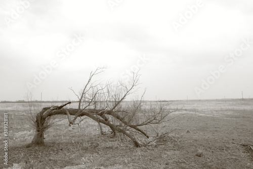 Broken tree in the field. The hopelessness of his position.