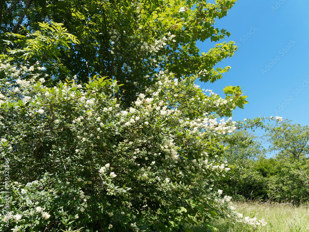 (Ligustrum vulgare) Creamy-white flowering in mid-summer and beautiful leafage of privet bush under blue sky (Ligustrum vulgare) Creamy-white flowering in mid-summer and beautiful leafage of privet bush under blue sky