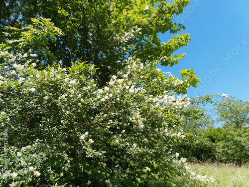  Ligustrum vulgare  Creamy-white flowering in mid-summer and beautiful leafage of privet bush under blue sky