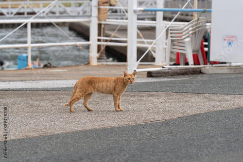 歩く野良猫 茶トラ猫