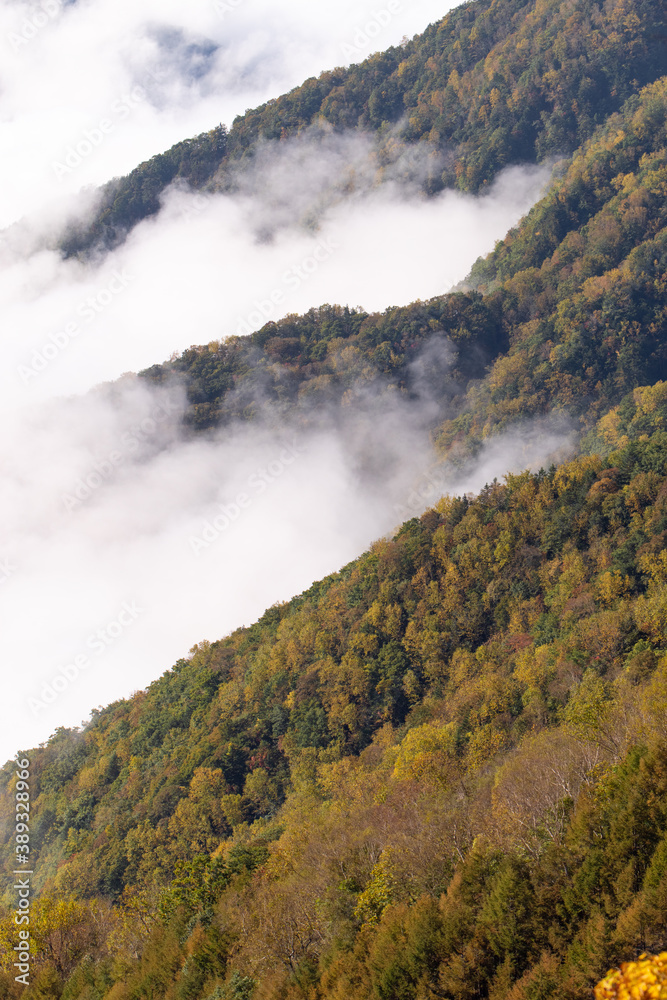 紅葉する山に雲海　しらびそ高原