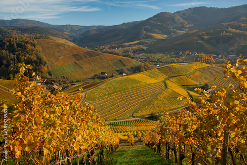 Herbstliche WEinberge in Durbach in der Ortenau