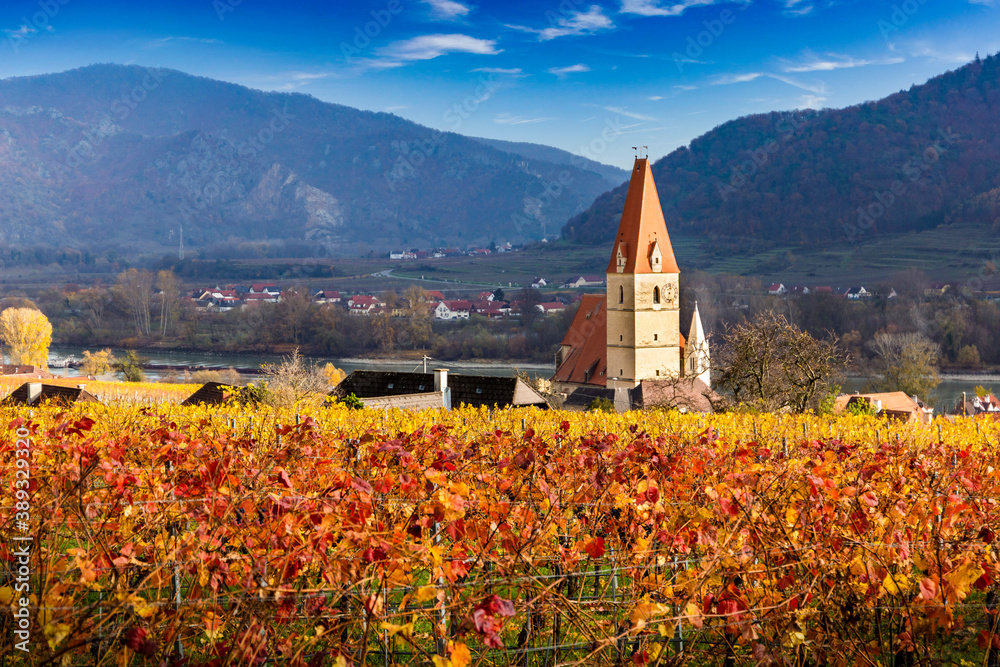 Weissenkirchen in der Wachau. Autumn vineyards Wachau valley. Lower Austria.