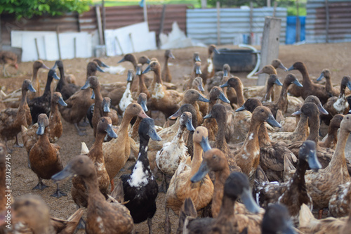 Lots of duck in local farm © apichart609
