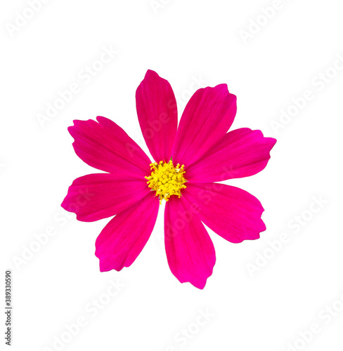 A pink cosmos flower on a white background