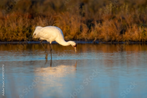 Fotografie Whooping Crane, Grus americana