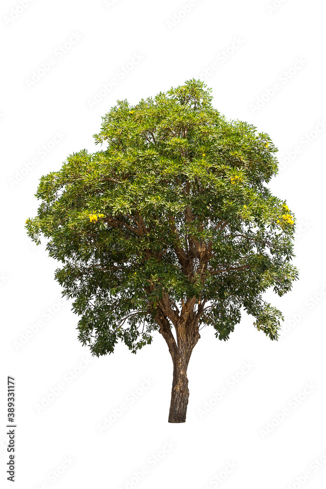 Obraz premium Isolated tree on white background