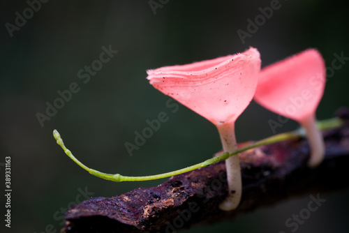 Macro photography - Cookeina, a genus of cup fungi can be found in tropical and subtropical regions of the world. Close up PINK BURN CUP mushroom on a timber. photo