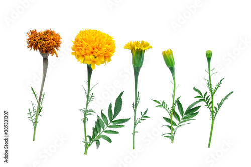 Isolated marigold flower on white background