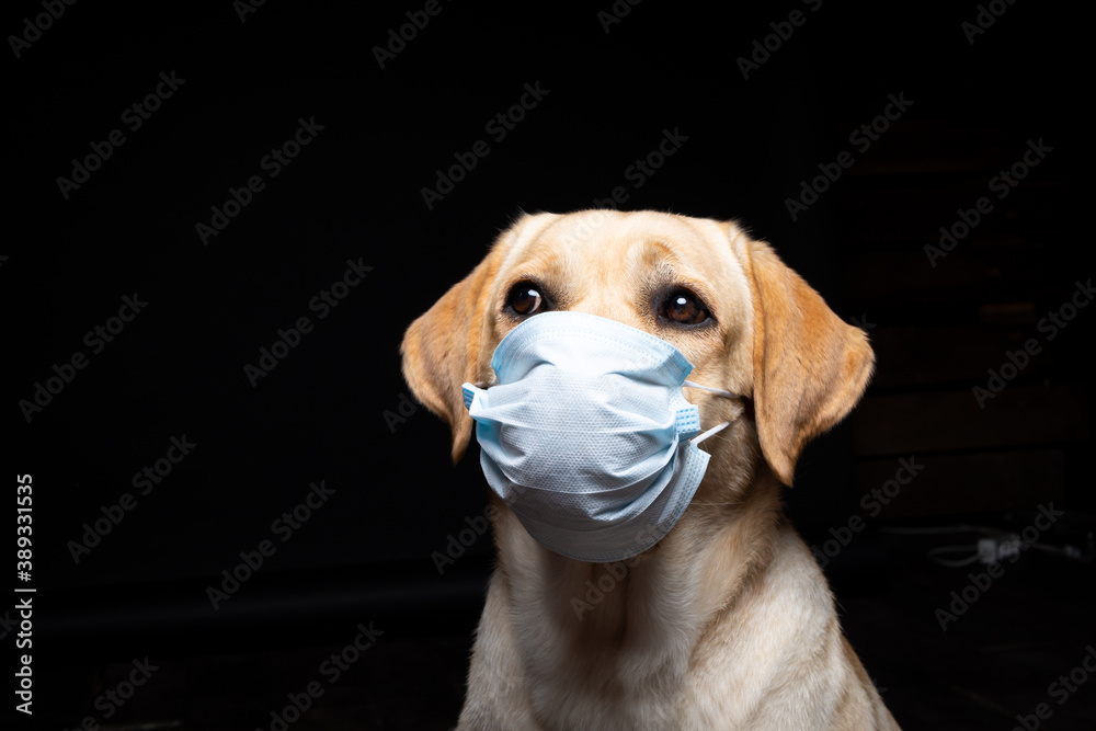Close-up of a Labrador Retriever dog in a medical face mask.