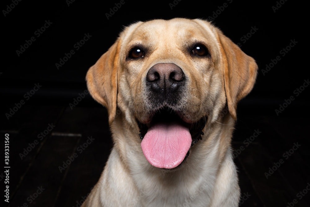 Portrait of a Labrador Retriever dog on an isolated black background. Portrait of a Labrador Retriever dog on an isolated black background.