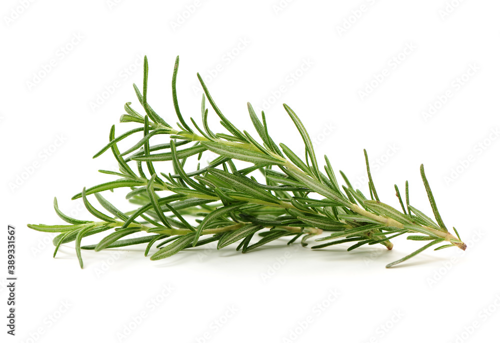 rosemary twig isolated on white background