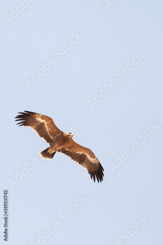 Steppearend  Steppe Eagle  Aquila nipalensis