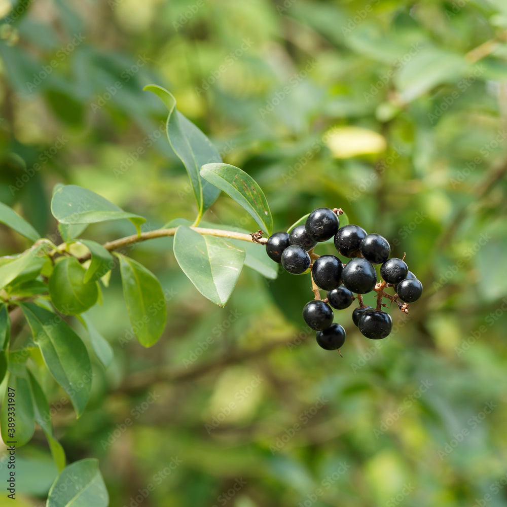 Close up on a cluster of dark purple and black berries of wild privet (Ligustrum vulgare) Close up on a cluster of dark purple and black berries of wild privet (Ligustrum vulgare)