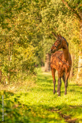 A brown horse on a forest trail in the autumn evening sun