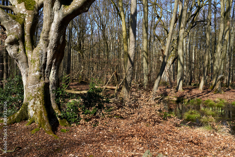 Mystischer Darßer Urwald im Frühling, Nationalpark Vorpommersche Boddenlandschaft, Mecklenburg Vorpommern, Deutschland Mystischer Darßer Urwald im Frühling, Nationalpark Vorpommersche Boddenlandschaft, Mecklenburg Vorpommern, Deutschland