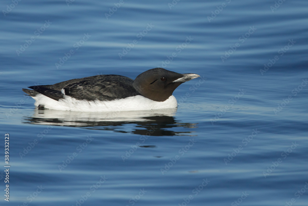 Thick-billed Murre (Uria lomvia), also known as Brunnich's Guillemot, Thick-billed Murre (Uria lomvia), also known as Brunnich's Guillemot,