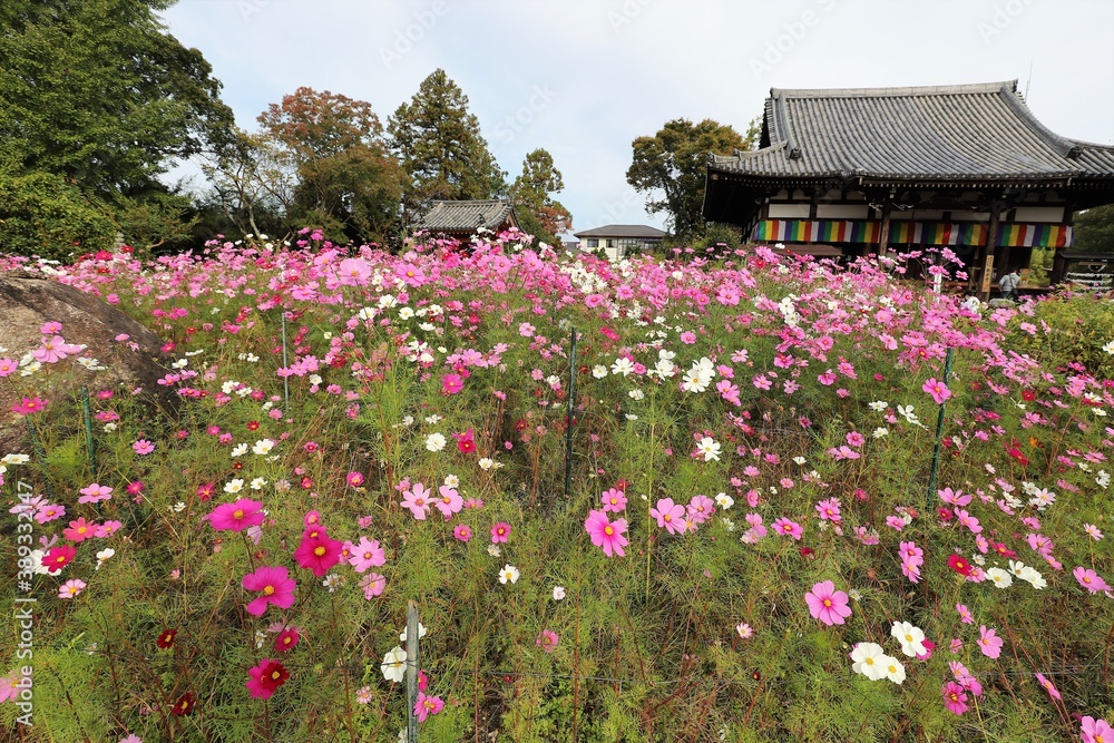 般若寺のコスモス