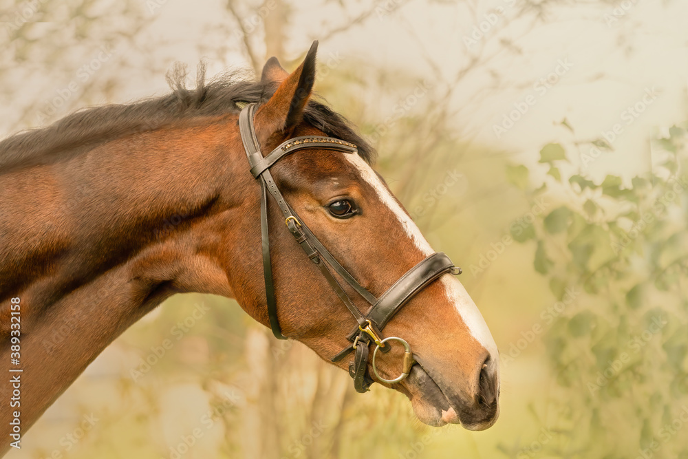 Obraz premium A brown horse head, in side view, in the autumn evening sun