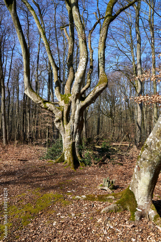 Mystischer Darßer Urwald im Frühling, Nationalpark Vorpommersche Boddenlandschaft, Mecklenburg Vorpommern, Deutschland photo