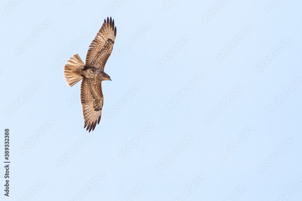 Fototapeta premium Steppe Buzzard, Buteo buteo vulpinus
