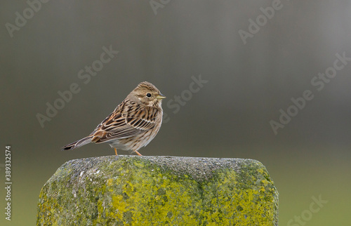 Pine Bunting, Emberiza leucocephalos photo