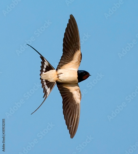 Barn Swallow, Boerenzwaluw, Hirundo rustica