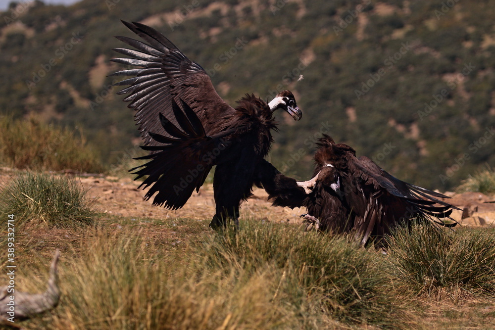 Obraz premium Pelea de buitres negros