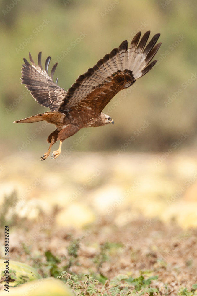 Steppe Buzzard, Buteo buteo vulpinus